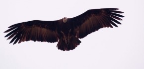 Hooded vulture (necrosyrtes monachus).