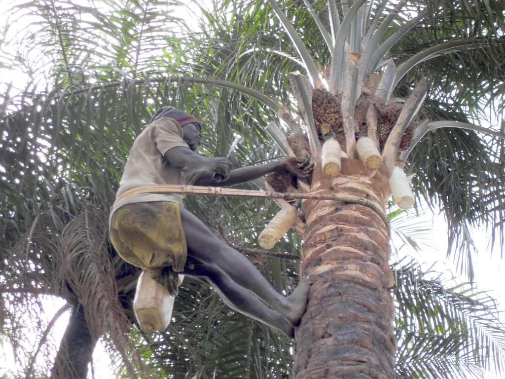 the palm-wine tapper up the palm-tree tapping wine