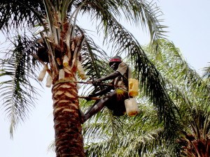 the palm-wine tapper in Sine-Saloum, Senegal