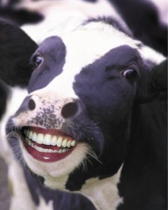 happy-cow